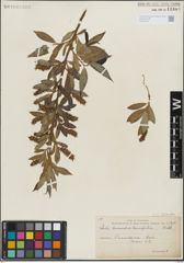 Foto von Salix lasiandra Benth.